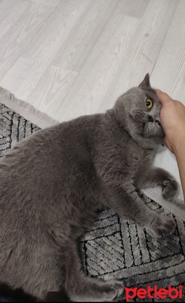 British Shorthair, Kedi  Duman fotoğrafı