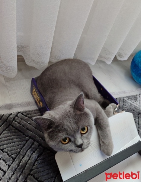 British Shorthair, Kedi  Duman fotoğrafı