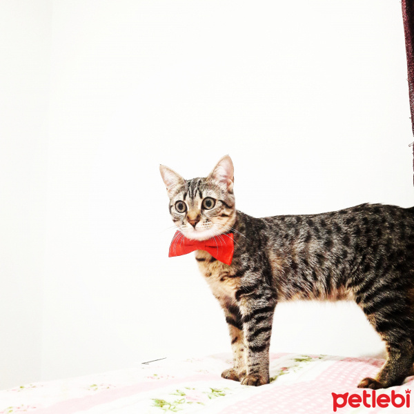 Tekir Kedi, Kedi  Mia fotoğrafı