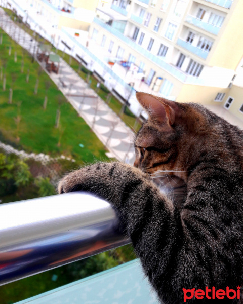 Tekir Kedi, Kedi  Mia fotoğrafı