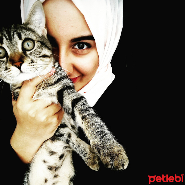 Tekir Kedi, Kedi  Mia fotoğrafı