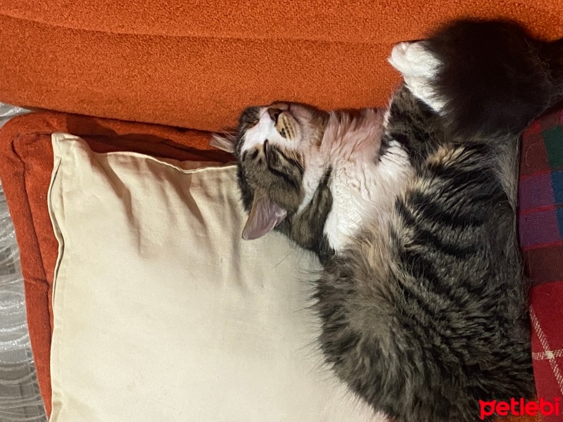 Tekir Kedi, Kedi  ulvi fotoğrafı
