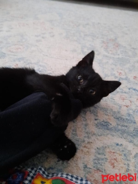 Tekir Kedi, Kedi  Karam fotoğrafı
