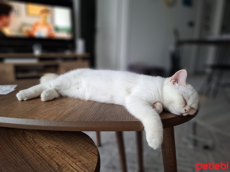 Scottish Fold, Kedi  Linda fotoğrafı