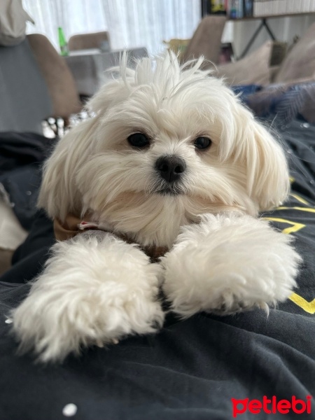 Maltese, Köpek  Elsa fotoğrafı