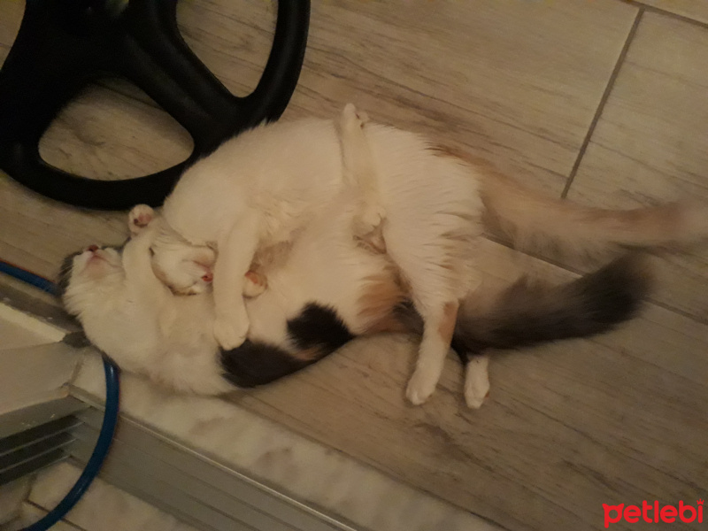 Tekir Kedi, Kedi  Maya ve Kaymak fotoğrafı