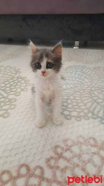 Tekir Kedi, Kedi  Maya ve Kaymak fotoğrafı
