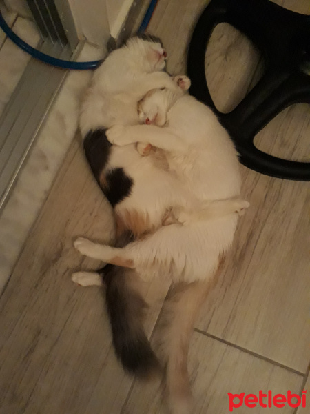 Tekir Kedi, Kedi  Maya ve Kaymak fotoğrafı