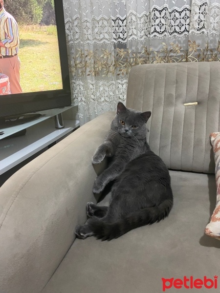 British Longhair, Kedi  Zeytin fotoğrafı