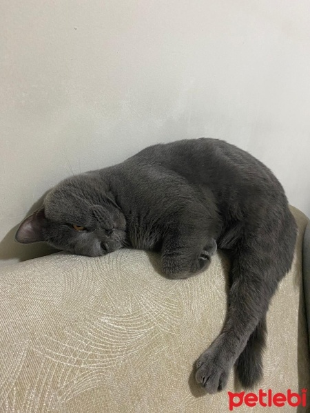 British Longhair, Kedi  Zeytin fotoğrafı