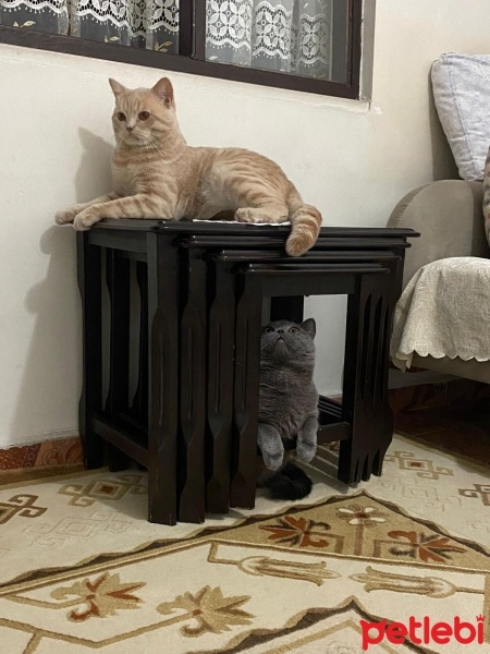 British Longhair, Kedi  Zeytin fotoğrafı