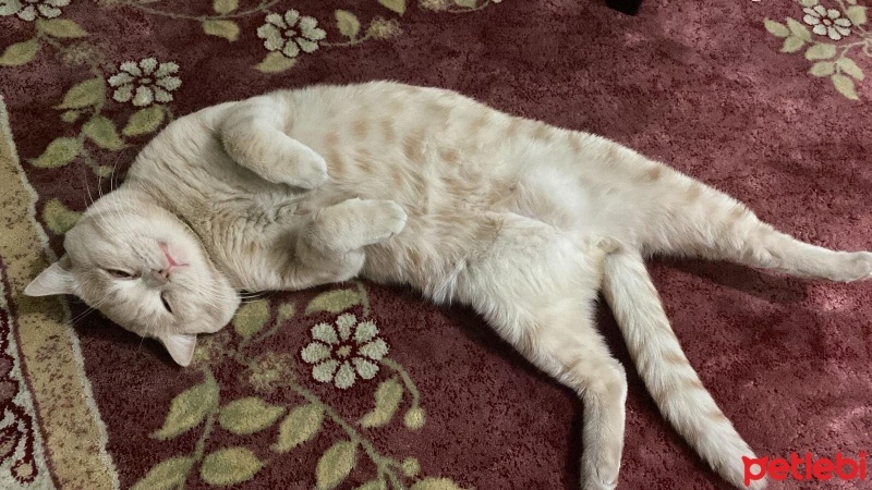 British Longhair, Kedi  We fotoğrafı