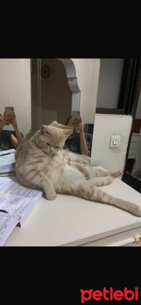 British Longhair, Kedi  We fotoğrafı