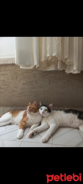 Tekir Kedi, Kedi  Shady ve marshall fotoğrafı