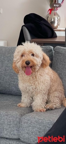 Poodle(Standart Kaniş), Köpek  modi fotoğrafı
