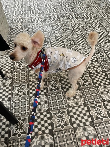 Poodle(Standart Kaniş), Köpek  modi fotoğrafı