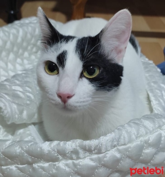 Tekir Kedi, Kedi  Zuzu fotoğrafı