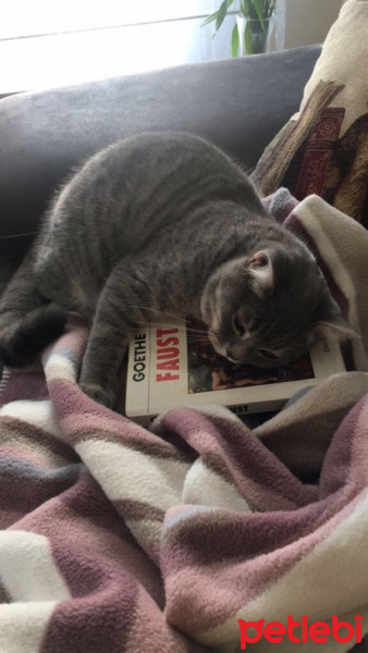 British Shorthair, Kedi  Miel fotoğrafı
