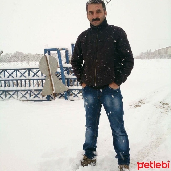 Tekir Kedi, Kedi  Karamel fotoğrafı