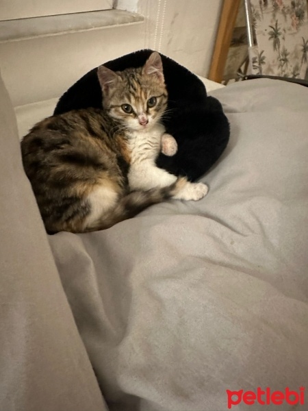 Tekir Kedi, Kedi  SOPHIA fotoğrafı