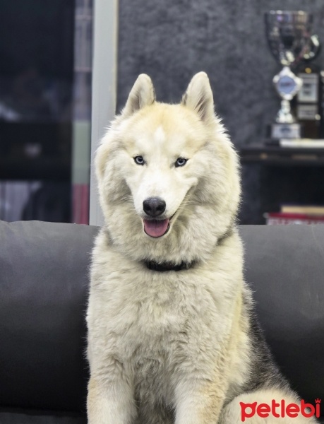 Sibirya Kurdu (Husky), Köpek  piston fotoğrafı