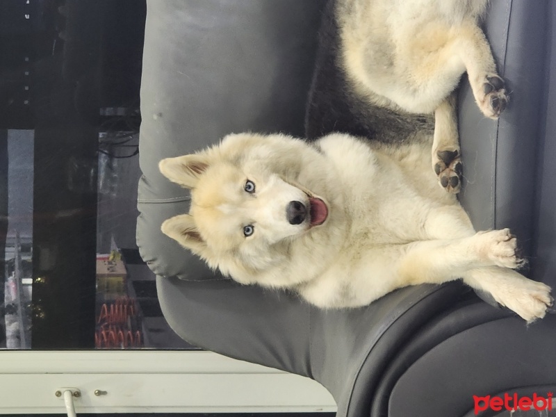 Sibirya Kurdu (Husky), Köpek  piston fotoğrafı