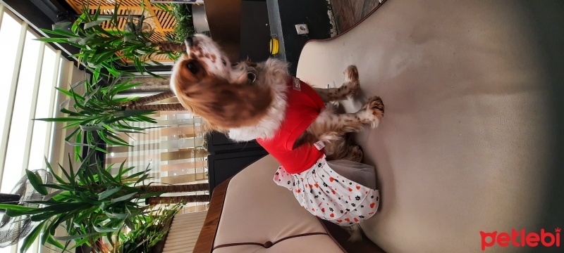 Cavalier King Charles Spanieli, Köpek  COOKIE fotoğrafı