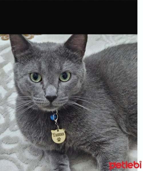 British Shorthair, Kedi  Yaman fotoğrafı
