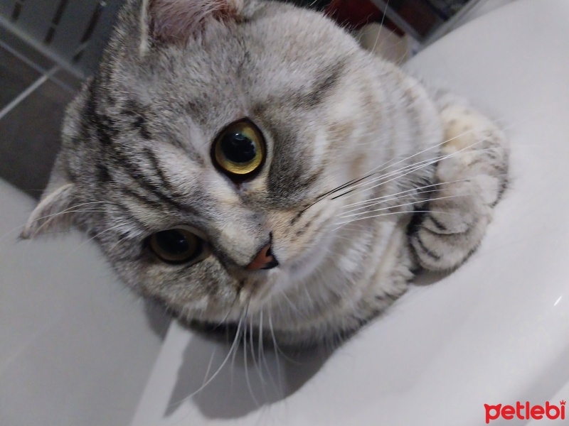 Scottish Fold, Kedi  Boncuk fotoğrafı