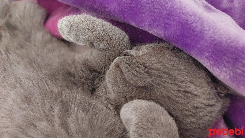 British Shorthair, Kedi  Gece fotoğrafı