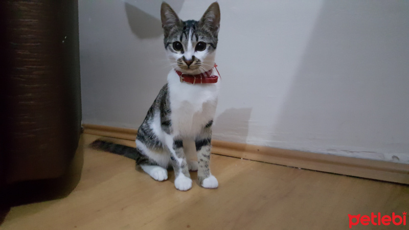 Tekir Kedi, Kedi  mia fotoğrafı