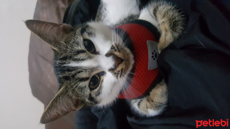 Tekir Kedi, Kedi  mia fotoğrafı