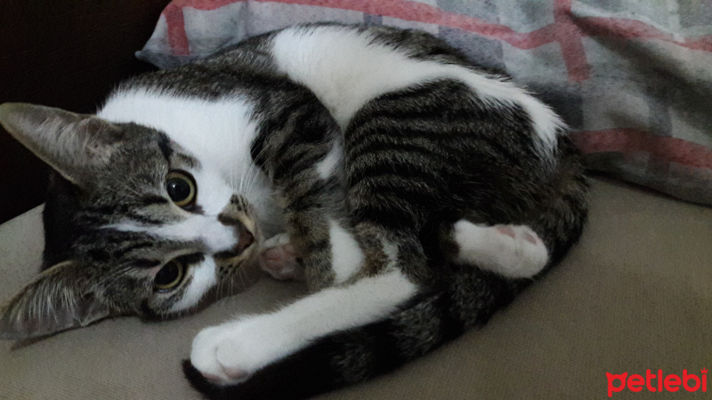 Tekir Kedi, Kedi  mia fotoğrafı