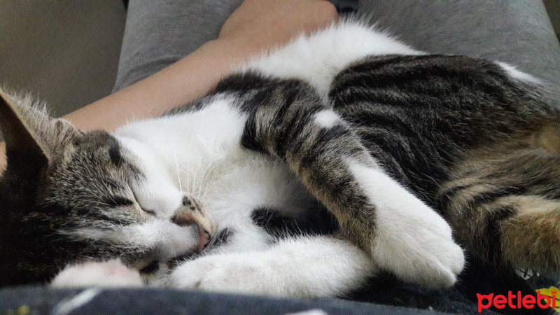 Tekir Kedi, Kedi  mia fotoğrafı