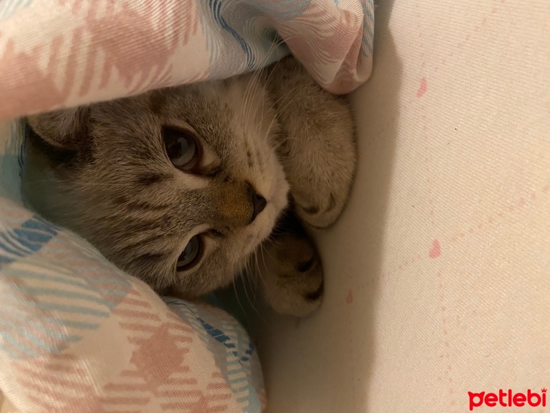 British Shorthair, Kedi  Çakıl fotoğrafı