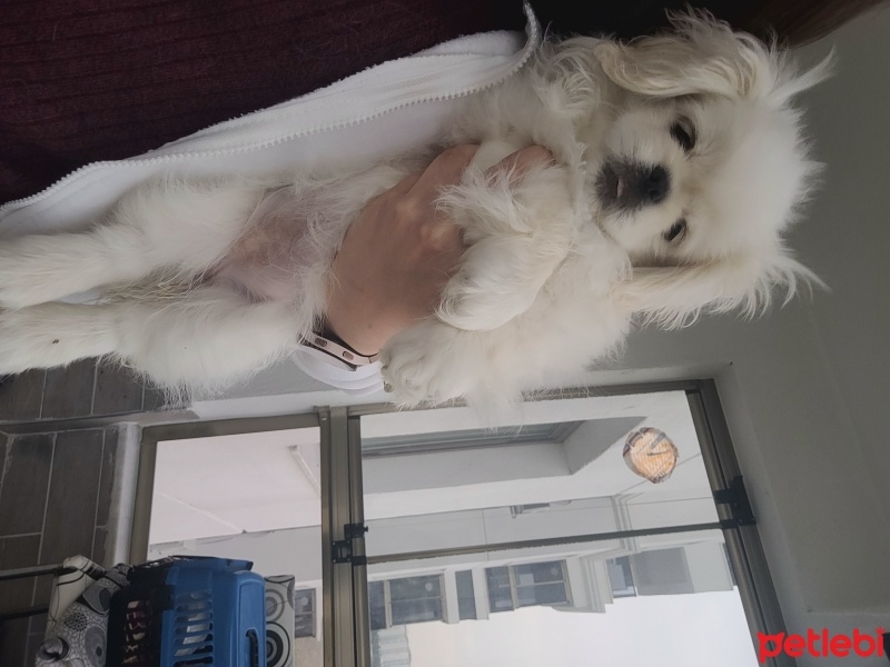 Pekingese, Köpek  Lala fotoğrafı