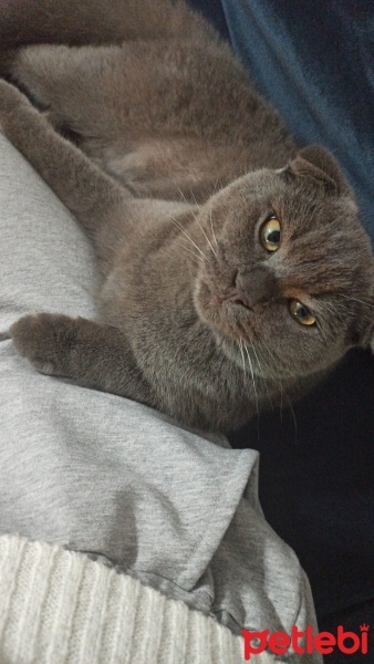 Scottish Fold, Kedi  GIDIK fotoğrafı
