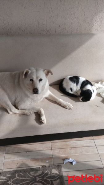 Sibirya Kurdu (Husky), Köpek  Pamuk fotoğrafı