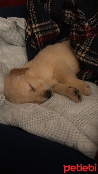 Golden Retriever, Köpek  Taci fotoğrafı