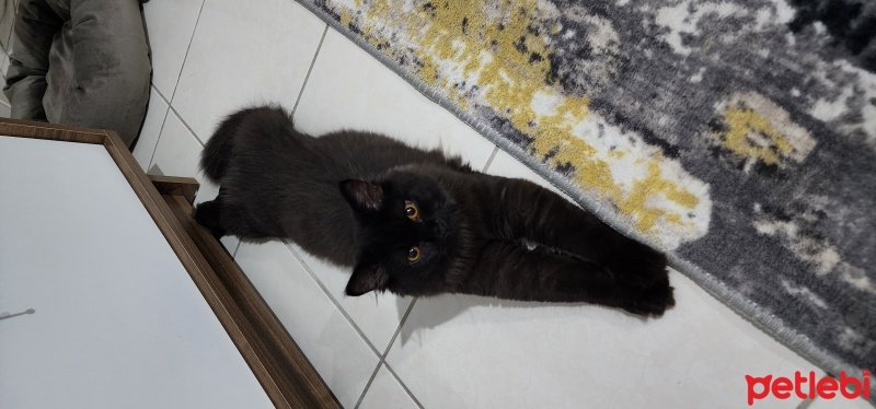 British Longhair, Kedi  Gölge fotoğrafı