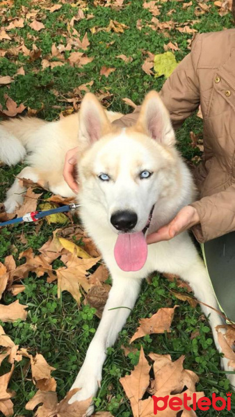 Sibirya Kurdu (Husky), Köpek  ares fotoğrafı