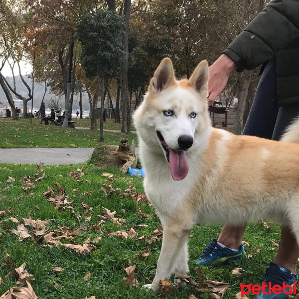 Sibirya Kurdu (Husky), Köpek  ares fotoğrafı
