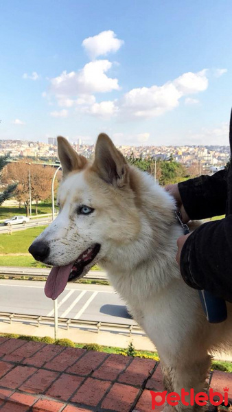Sibirya Kurdu (Husky), Köpek  ares fotoğrafı