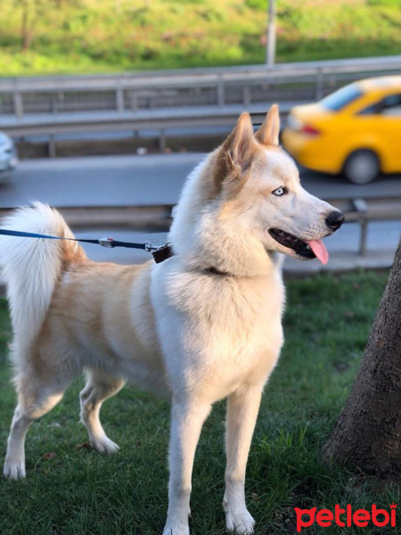 Sibirya Kurdu (Husky), Köpek  ares fotoğrafı