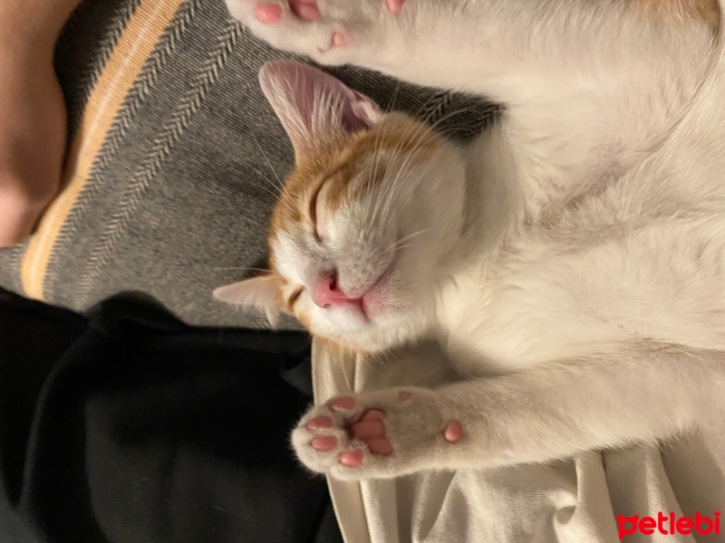 Sarman, Kedi  Megatron fotoğrafı