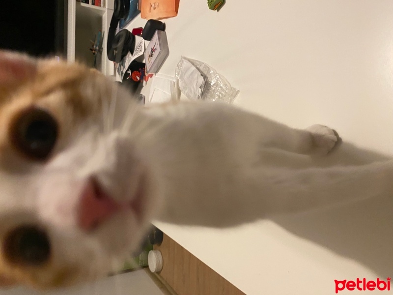Sarman, Kedi  Megatron fotoğrafı