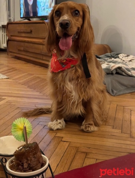 İngiliz Cocker Spaniel, Köpek  venüs fotoğrafı