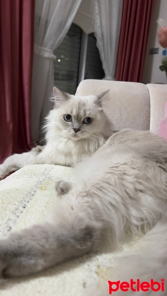 British Longhair, Kedi  Pati mia fotoğrafı