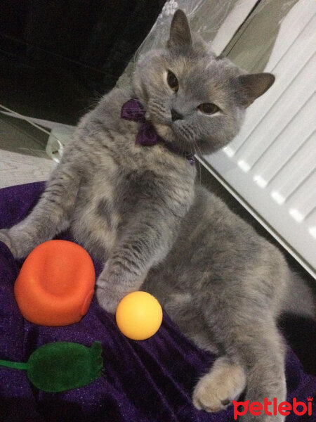 British Shorthair, Kedi  TÜRKAN fotoğrafı