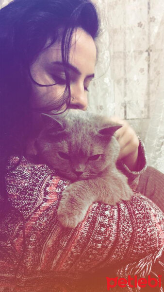 British Shorthair, Kedi  TÜRKAN fotoğrafı